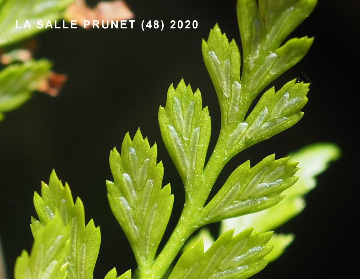 Spleenwort, Black flower